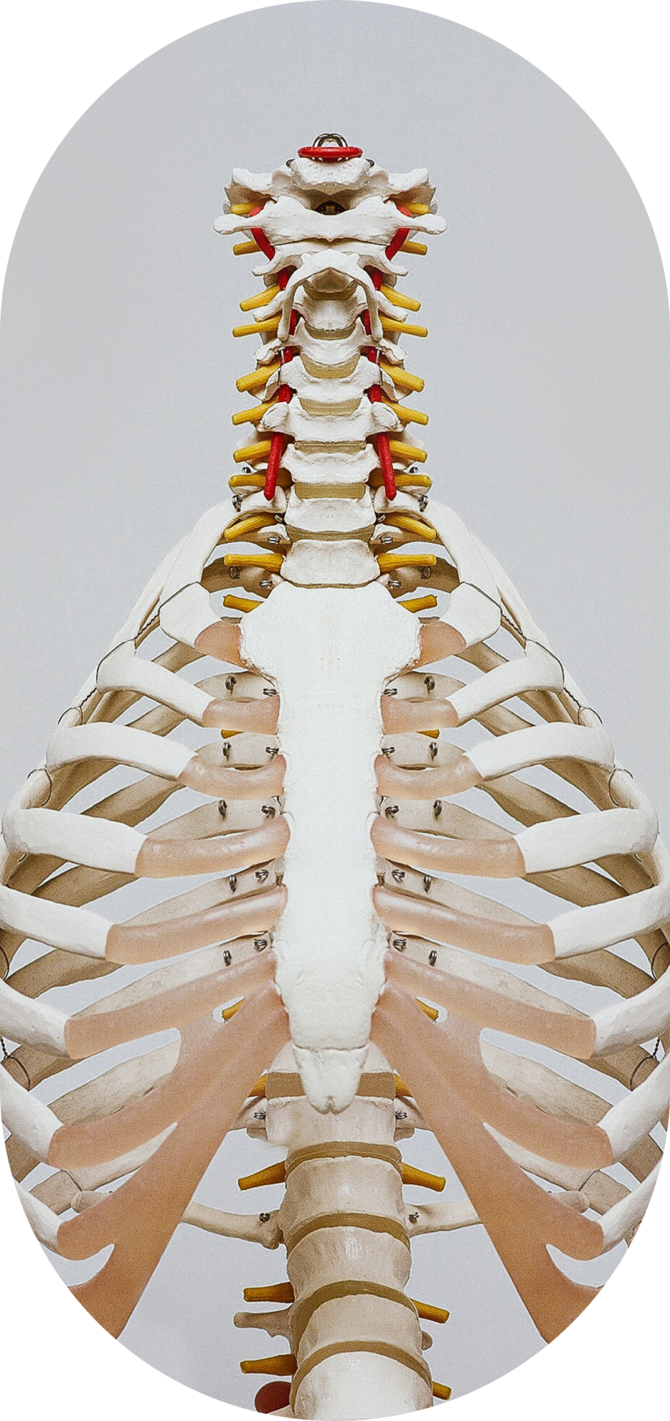 Columna vertebral maniqui